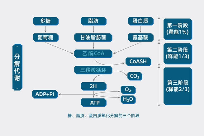 &#20061;&#28216;